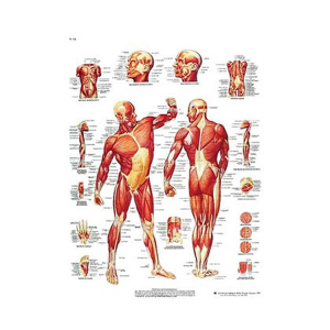 Lamina musculatura humana